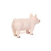 1/16 Champion Yorkshire Pig