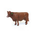 1/16 Red Angus Cow