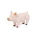 1/16 Champion Yorkshire Pig