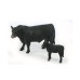 1/20 Angus Cow & Calf