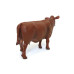 1/16 Red Angus Cow