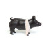 1/16 Champion Hampshire Pig