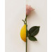 - Rosa Limone Eau De Parfum - 50ml